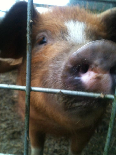 One of the Piglets