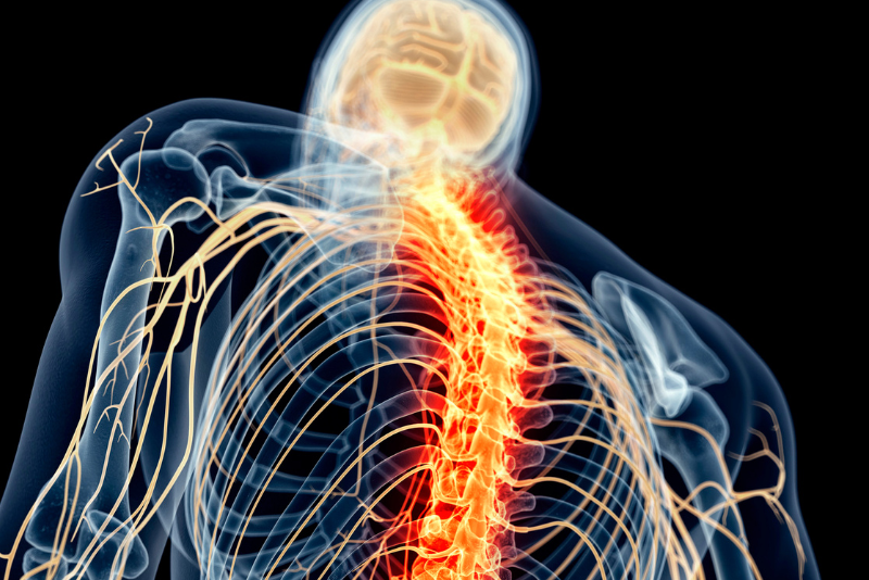vagus nerve